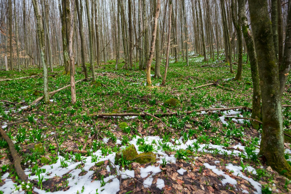 camp cu ghiocei Hateg