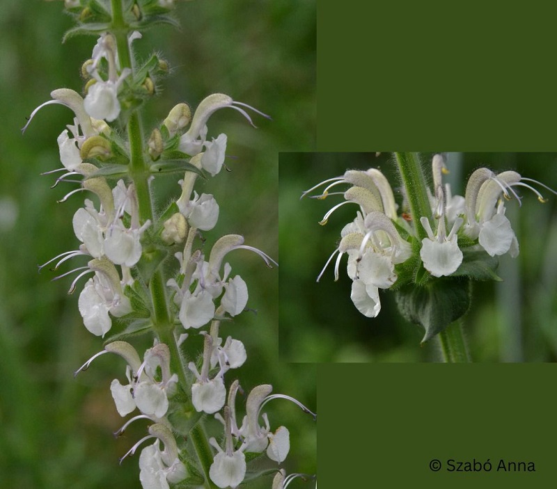 Salvia revelata