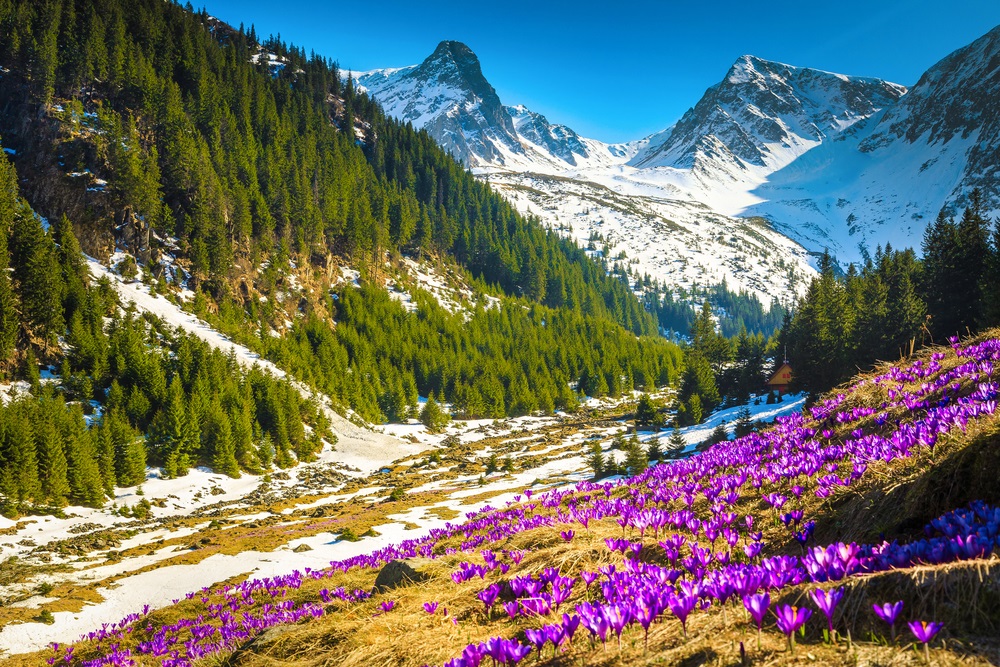 branduse in muntii Fagaras