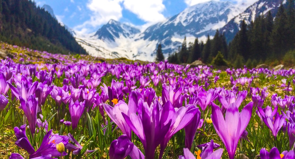 crocus in muntii Carpati