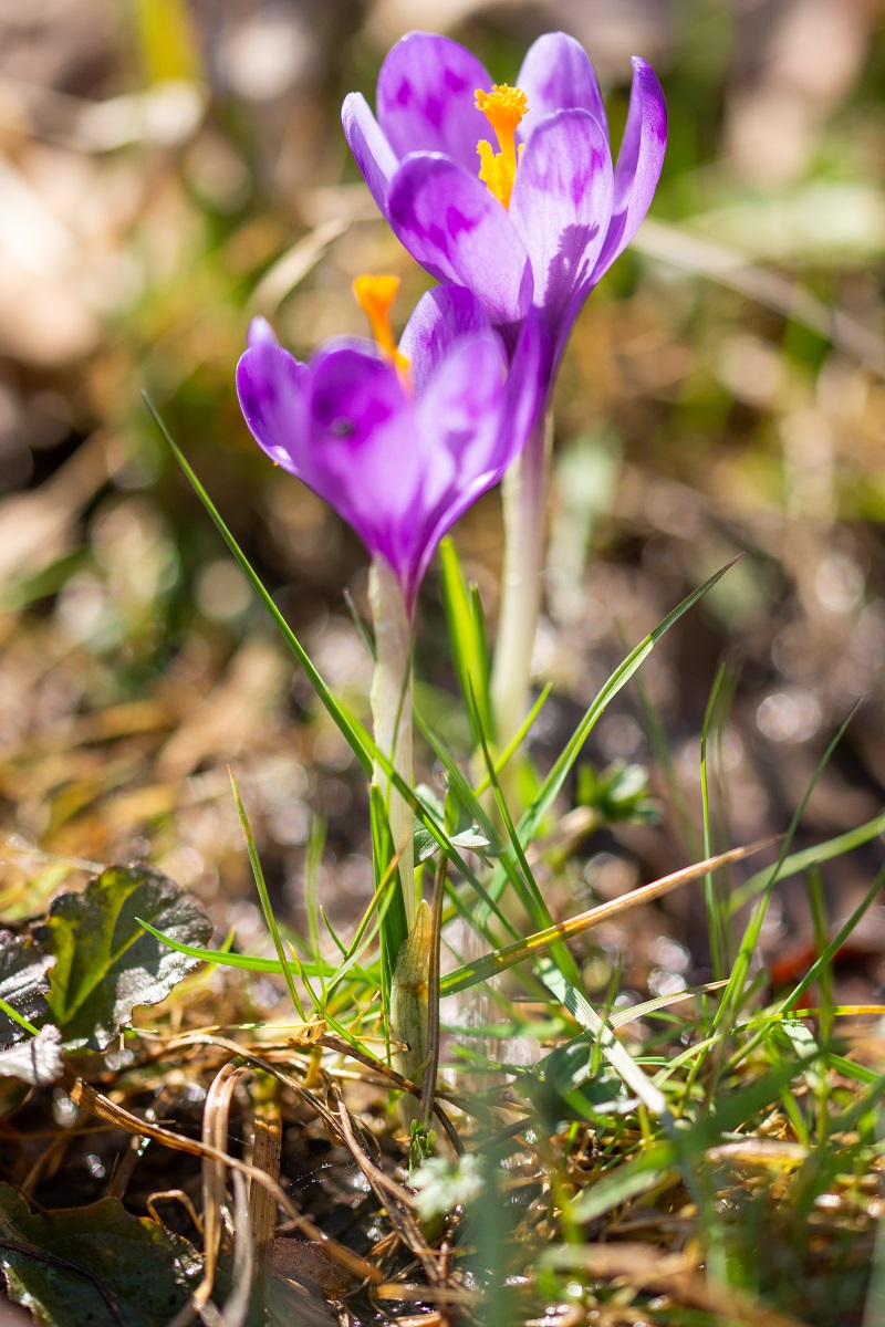 crocus in bistrita