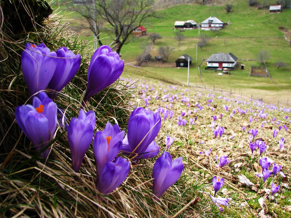crocus in transilvania