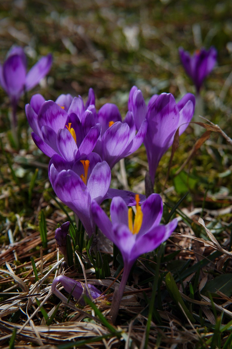 close up crocus in romania
