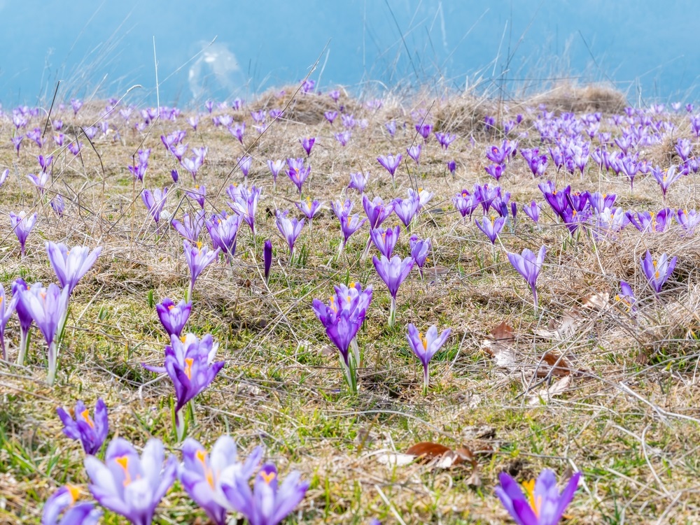 branduse de primavara in romania