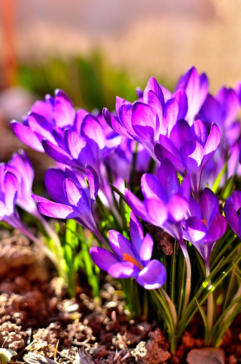 crocus in gradinile din romania
