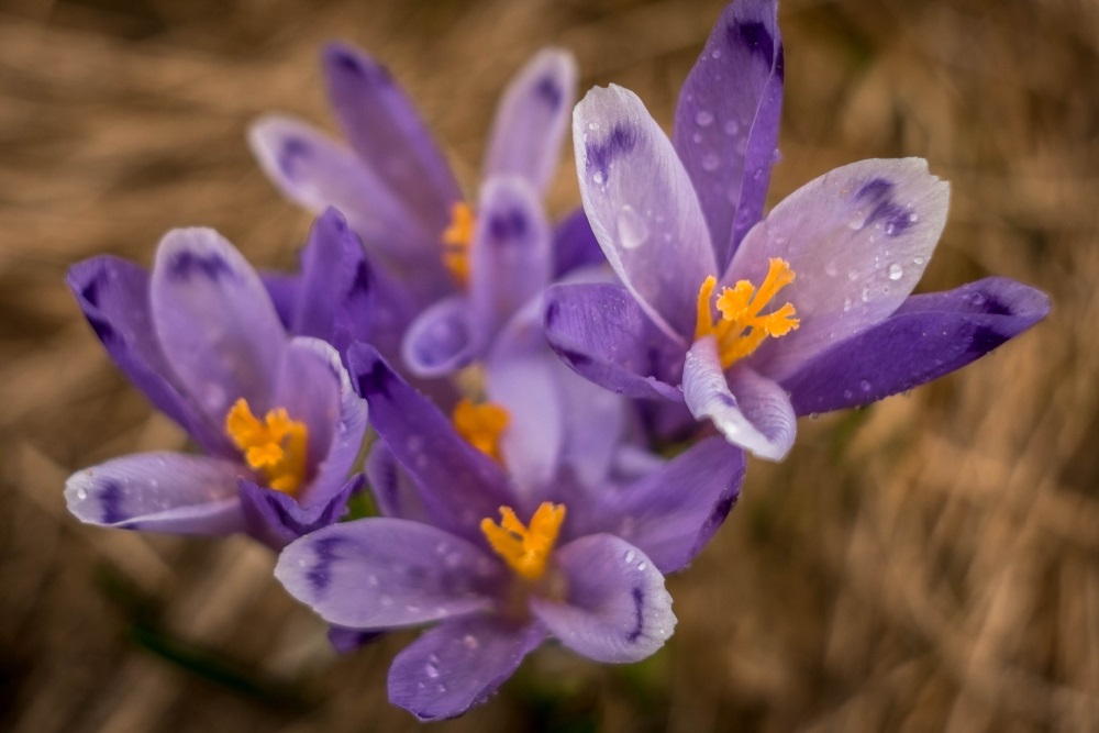 crocus romania foto de aproape