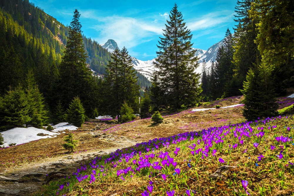 peisaj cu flori din Romania
