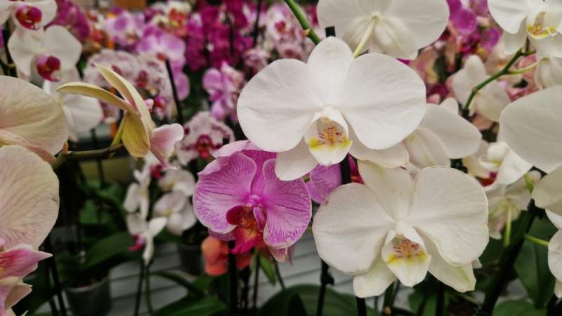 orhidee phalaenopsis