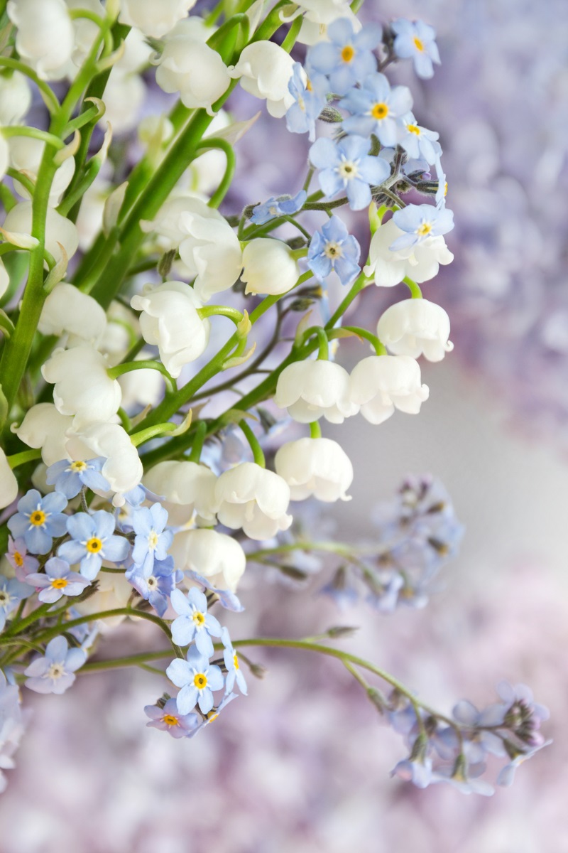 legenda lacramioarei