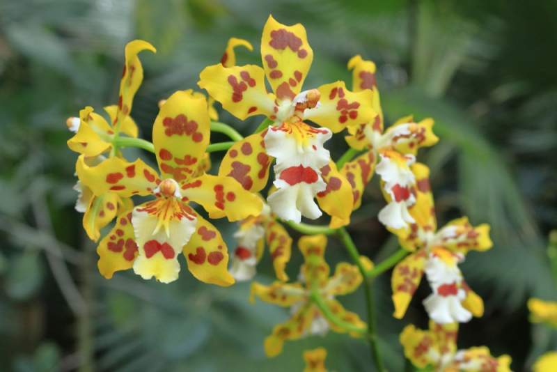 orhidee oncidium