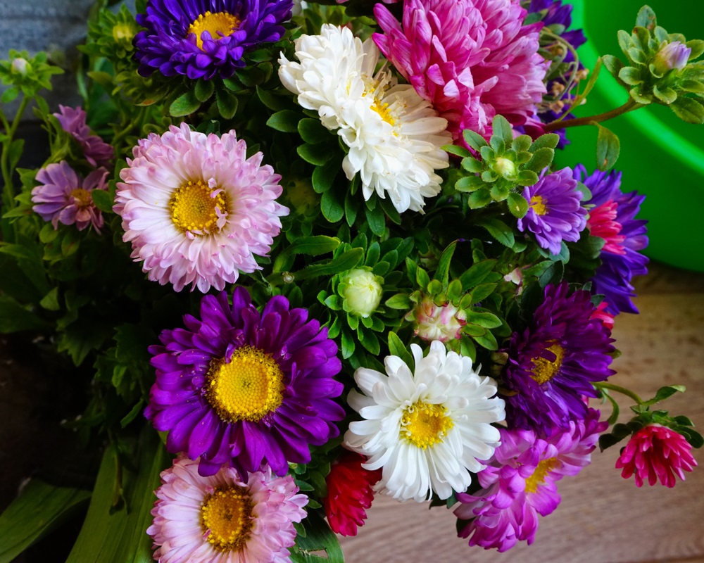 floarea ochiului boului