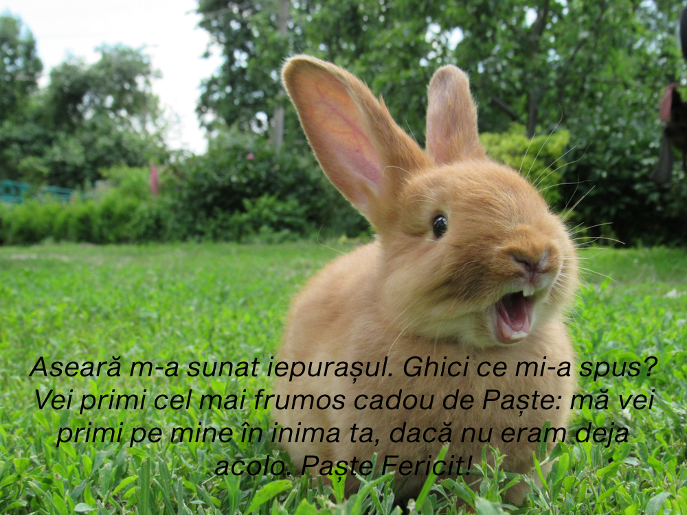 mesaje haioase de Paste