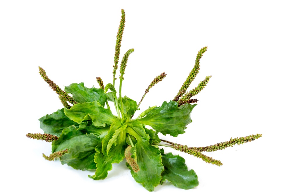 Patlagina, planta si floare