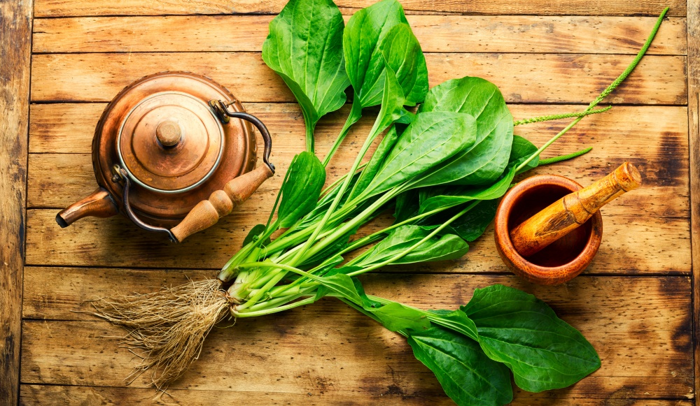 Ceainic, tocator de lemn pe care se afla o planta de patlagina si un mojar de lemn.