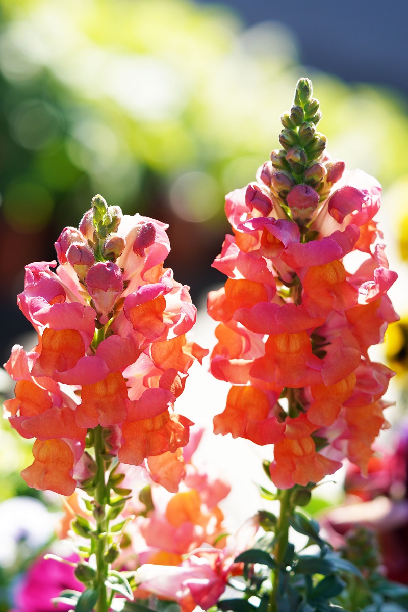 Antirrhinum gura leului