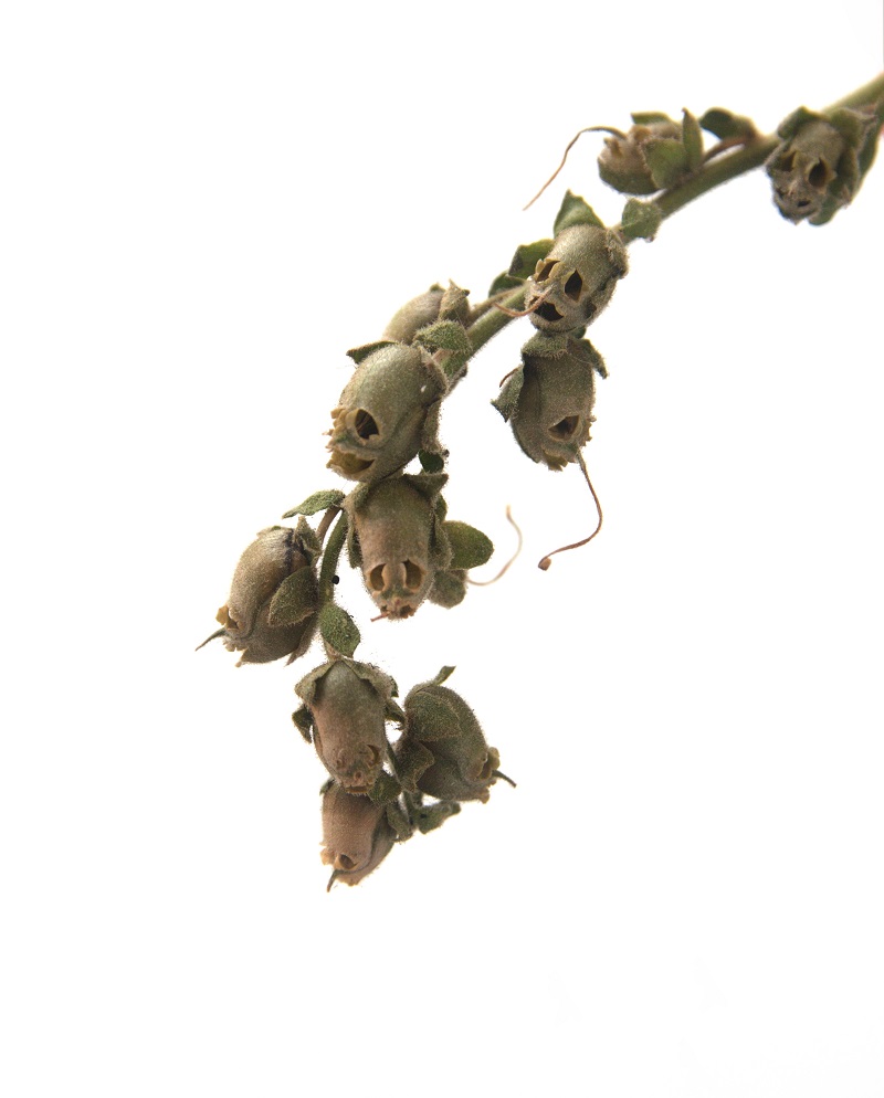 seminte de gura-leului