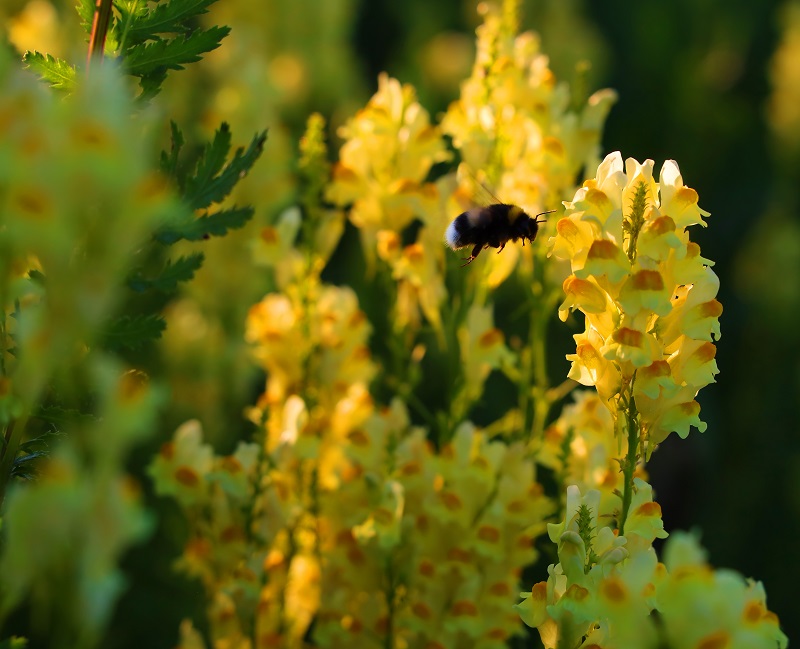 bondari si gura-leului