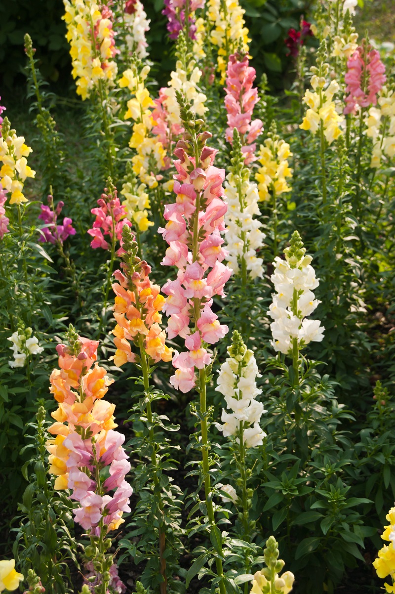 povesti cu gura-leului floare