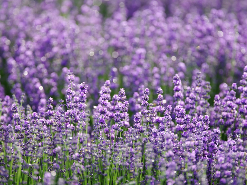 Lan de lavanda