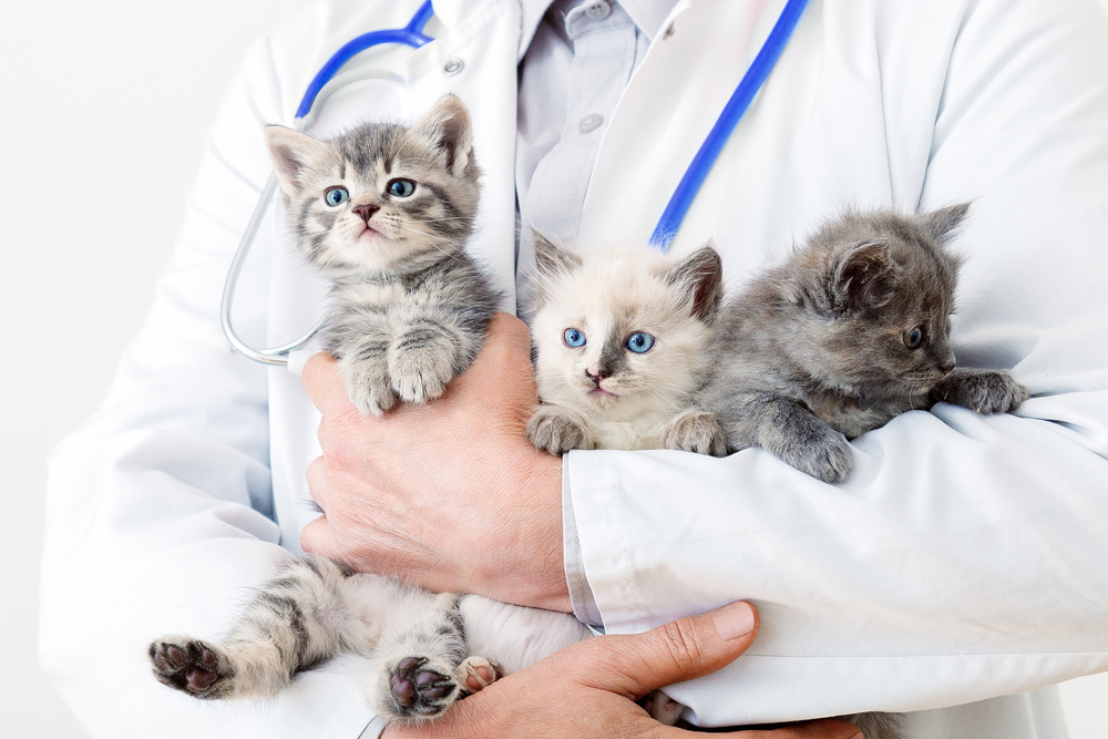 spital veterinar