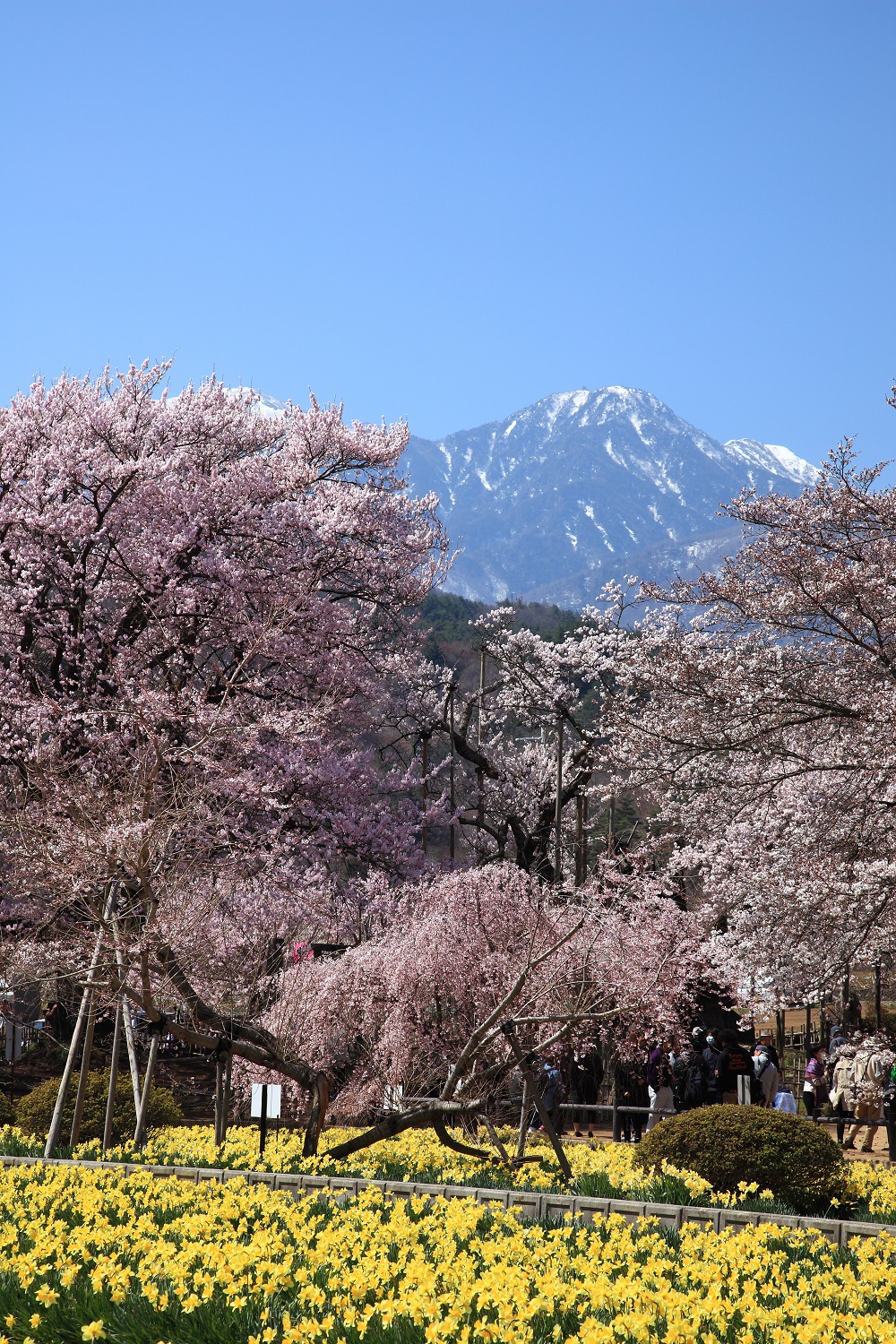cel mai batran sakura