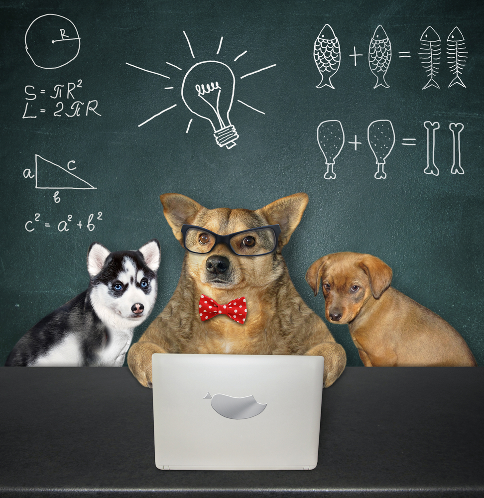 matematica, educatie