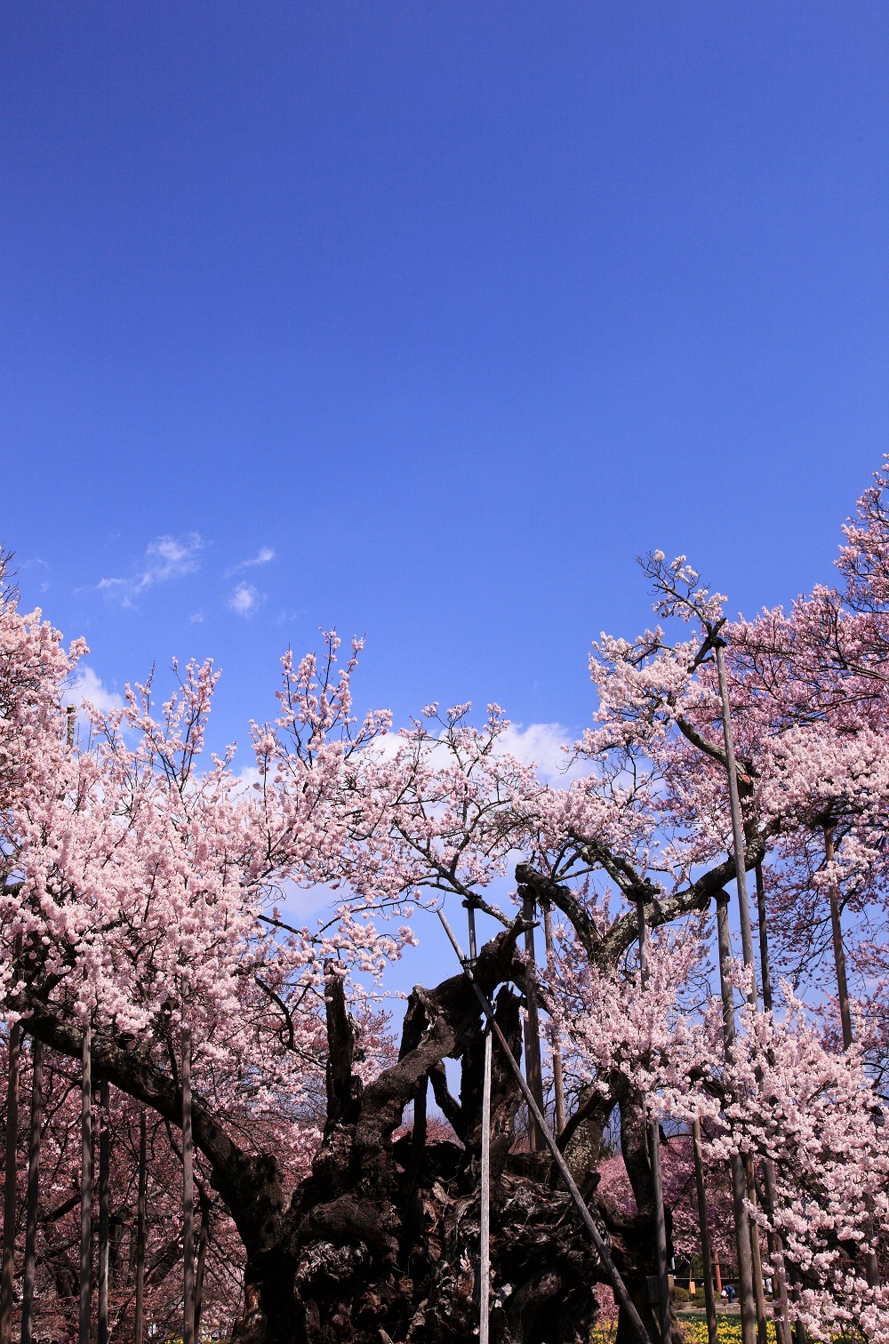 Jindai Sakura poza cu copac batran de sakura