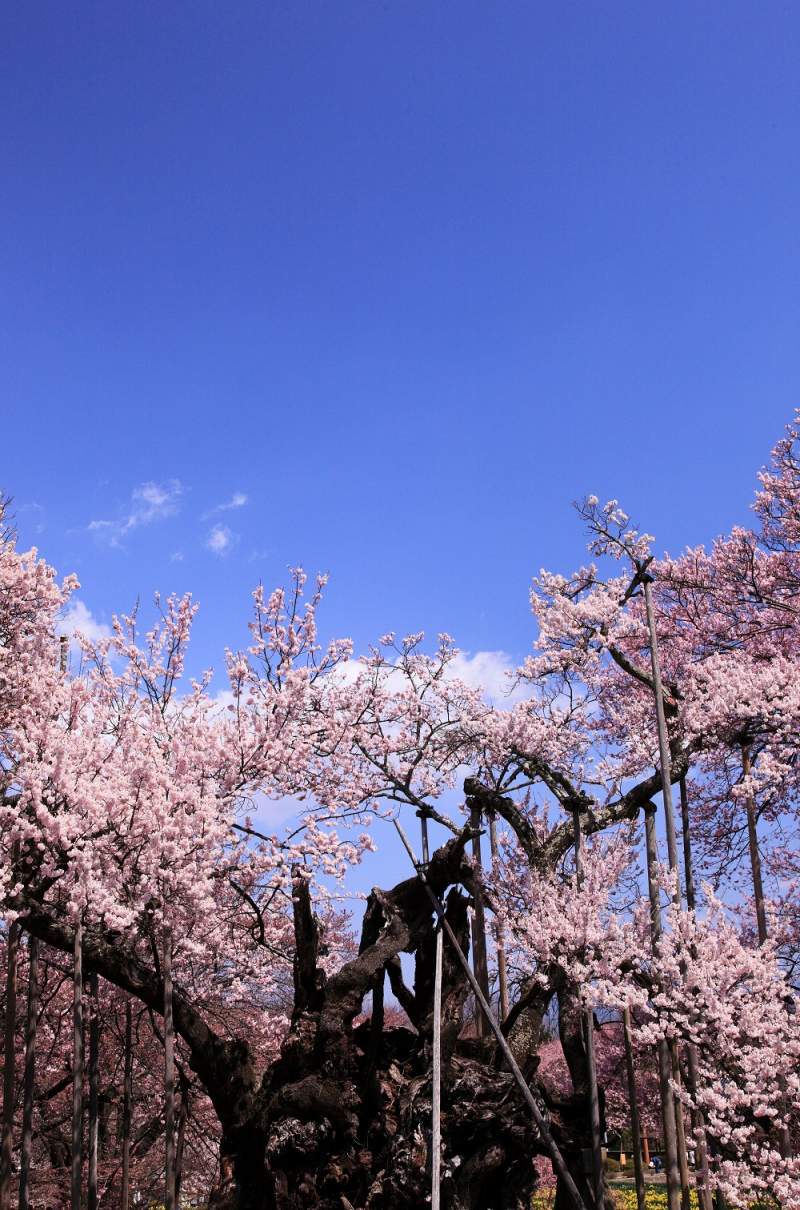 Jindai Sakura poza cu copac batran de sakura