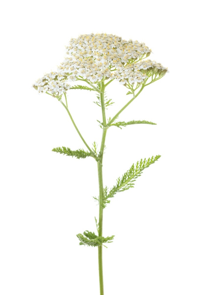 Floare de coada soricelului pe fundal alb