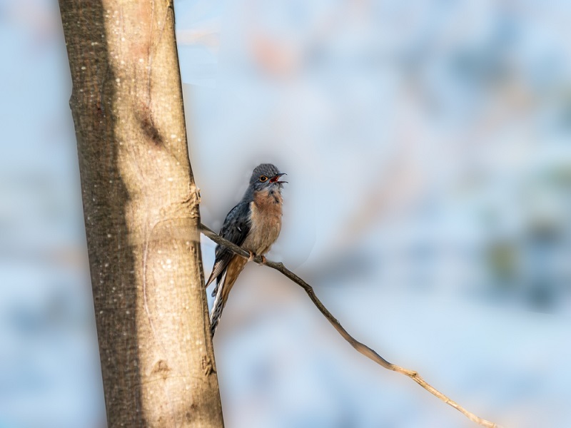 Buna Vestire obiceiuri cantatul cucului
