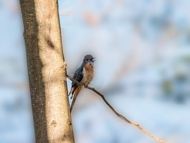 Buna Vestire obiceiuri cantatul cucului