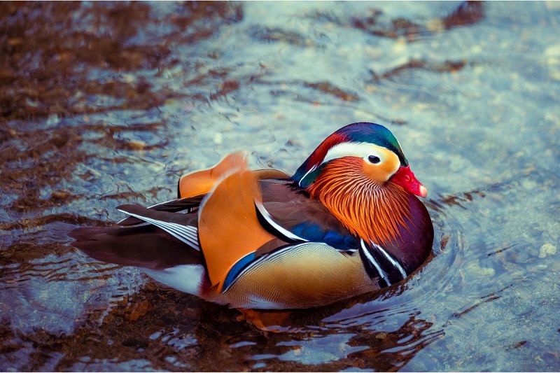 rata mandarin