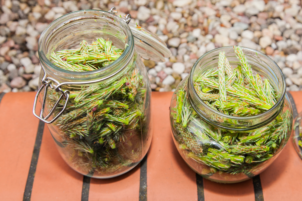 sirop din muguri de pin