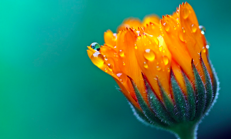 tratamente naturiste crema de galbenele