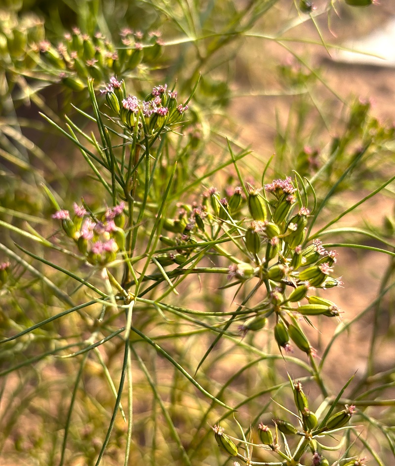 planta de chimion cum arata