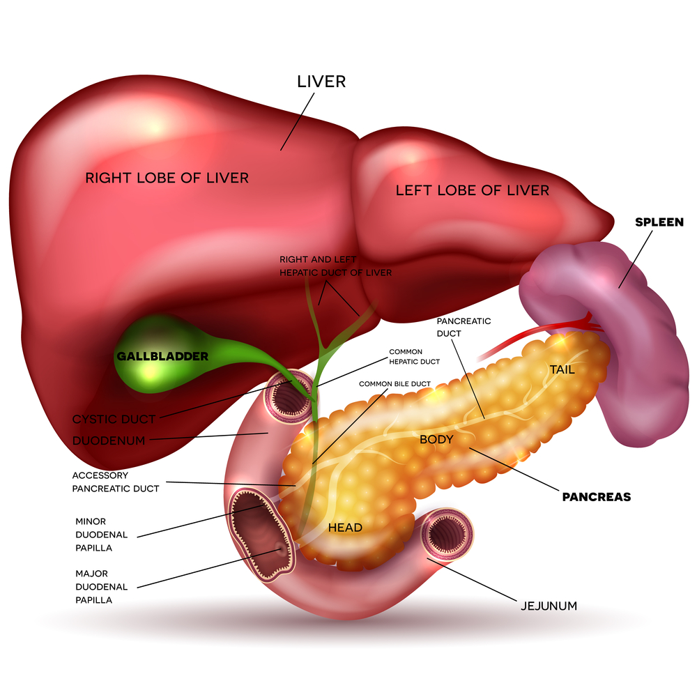 anatomie vezica biliara si tratamente naturiste