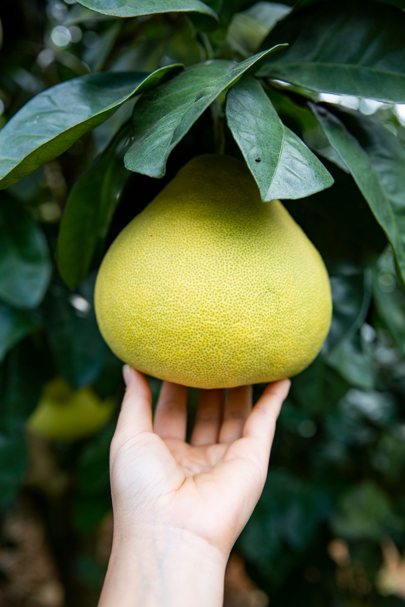 pomelo cum arata