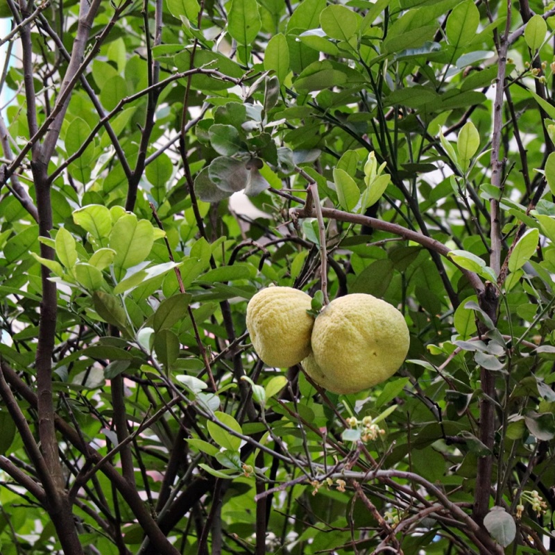 cultivare pomelo