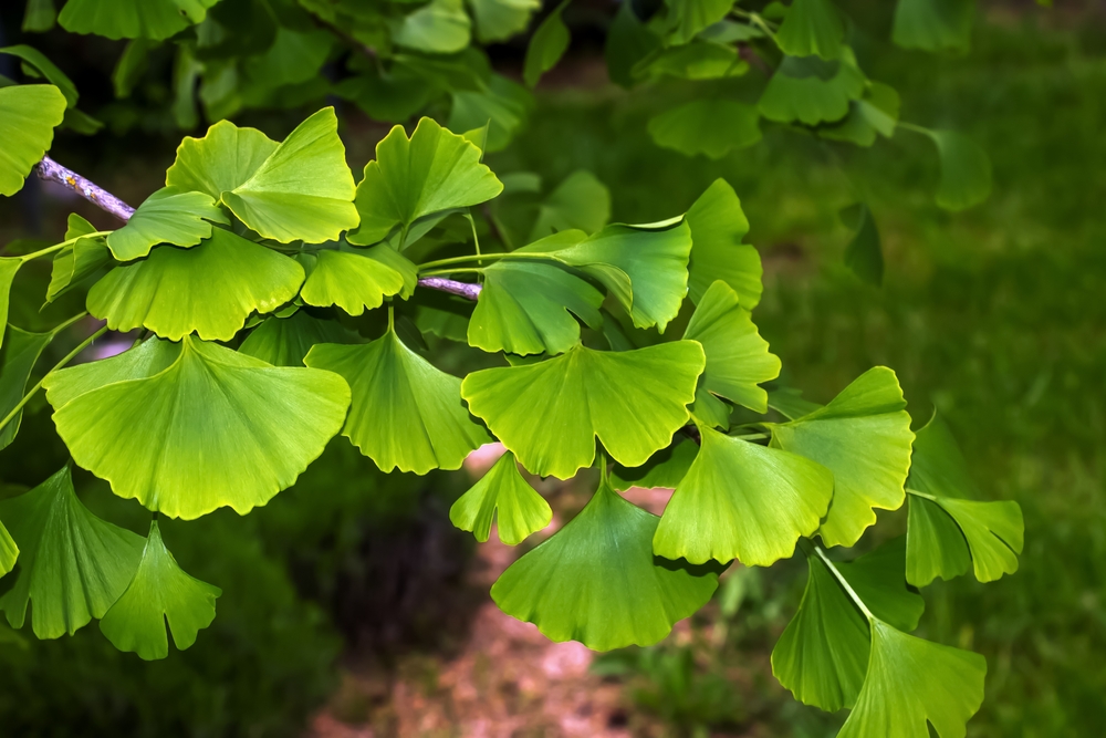 frunze de ginko biloba