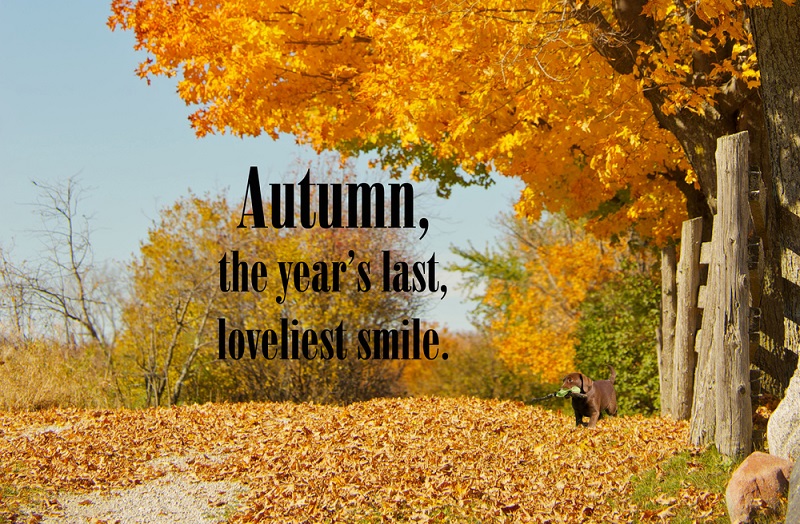 expresii frumoase despre toamna