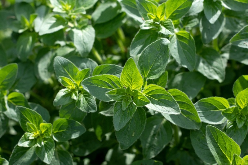 oregano