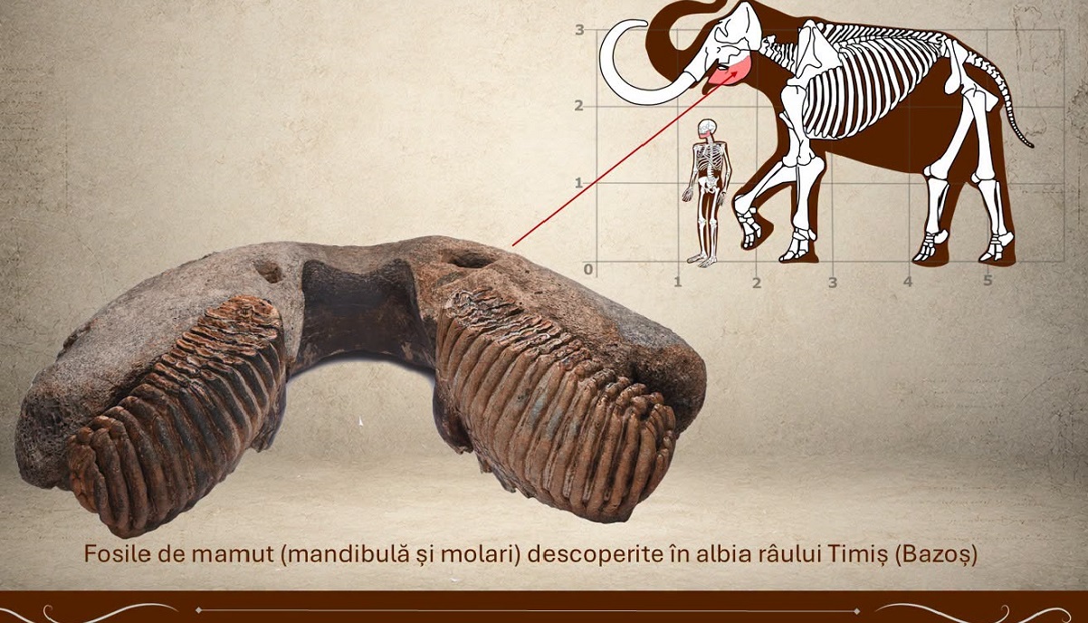 Comorile muzeelor: molarii de mamut lânos descoperiți în albia Timișului
