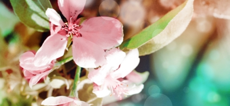 Testul Soarelui: Ce culoare a Primaverii esti?