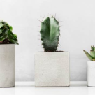 LEROY MERLIN - zeci de sortimente de flori la ghiveci, plante verzi, orhidee și cadouri florale speciale