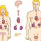 Hipotiroidia - afectiunea care ne ingrasa?