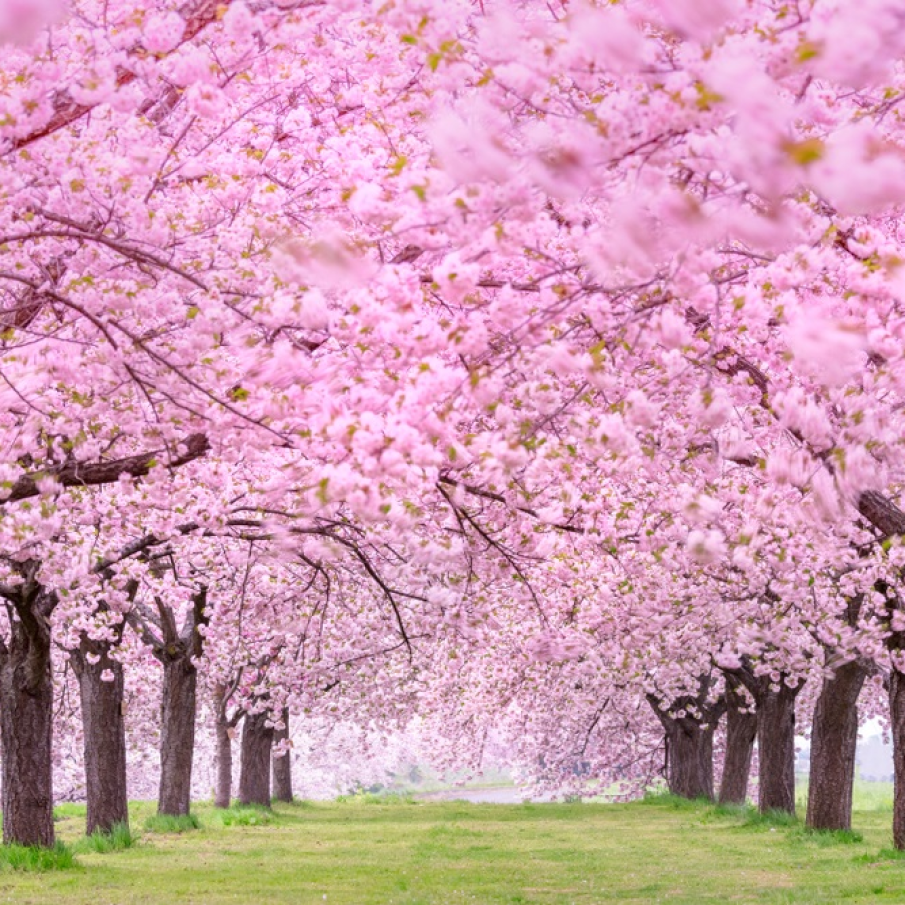 Simfonia simțurilor 🌸🌸🌸