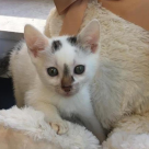 Alexandru Sauciuc- “Medicul veterinar este un ”vindecător” pentru animal, dar și un psiholog pentru proprietarul animalului.”