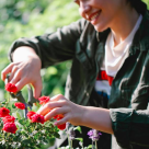 Cum pregătim trandafirii pentru iarnă: Ghid complet pentru grădinari