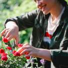 Cum pregătim trandafirii pentru iarnă: Ghid complet pentru grădinari