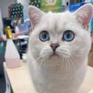 Cel mai frumos motănel din Europa în 2025 este român!